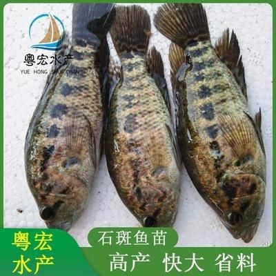觀賞魚的銷售方法（觀賞魚的銷售技巧） 觀賞魚的銷售方法（觀賞魚的銷售技巧） 伊罕水族 第2張