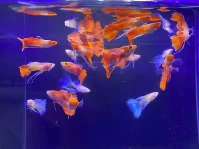 觀賞魚的銷售方法(觀賞魚的銷售技巧) 伊罕水族 第1張 觀賞魚的銷售方法(觀賞魚的銷售技巧) 觀賞魚的銷售方法(觀賞魚的銷售技巧) 伊罕水族 第1張
