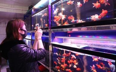 觀賞魚的銷售方法(觀賞魚的銷售技巧) 伊罕水族 第3張 觀賞魚的銷售方法(觀賞魚的銷售技巧) 觀賞魚的銷售方法(觀賞魚的銷售技巧) 伊罕水族 第3張