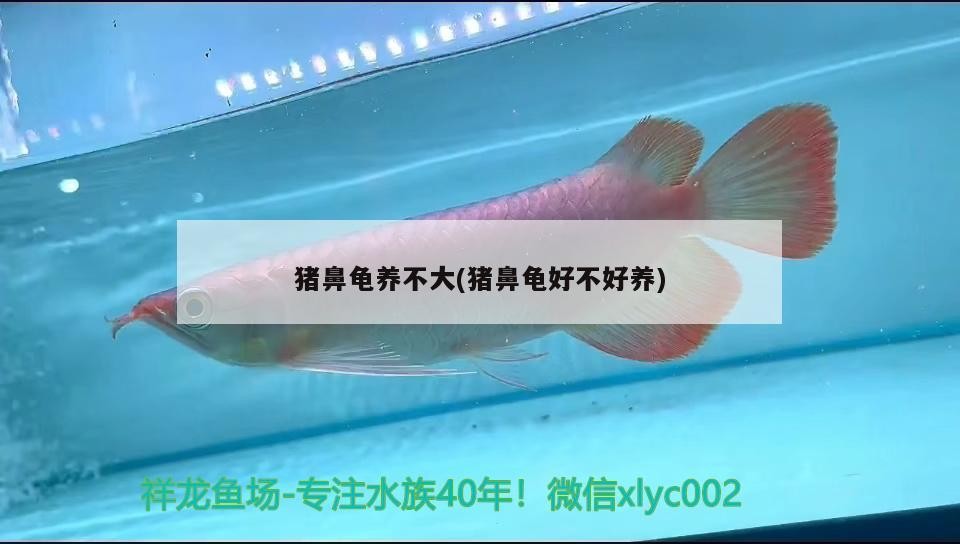 豬鼻龜養(yǎng)不大(豬鼻龜好不好養(yǎng))
