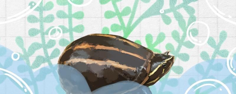 森森水族(銅都水族經(jīng)營店)