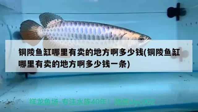 魚缸過濾器選購指南:自制魚缸過濾器魚缸上置過濾器對于養(yǎng)魚愛好者的必備知識 銅陵魚缸哪里有賣的地方啊多少錢(銅陵魚缸哪里有賣的地方啊多少錢一條) iwish愛唯希品牌魚缸 銅陵魚缸哪里有賣的地方啊多少錢(銅陵魚缸哪里有賣的地方啊多少錢一條) 銅陵魚缸哪里有賣的地方啊多少錢(銅陵魚缸哪里有賣的地方啊多少錢一條) iwish愛唯希品牌魚缸