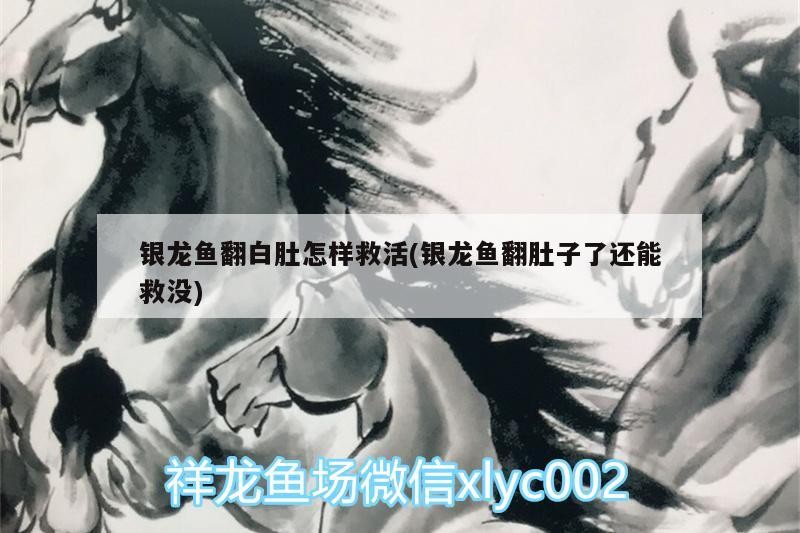銀龍魚翻白肚怎樣救活(銀龍魚翻肚子了還能救沒)