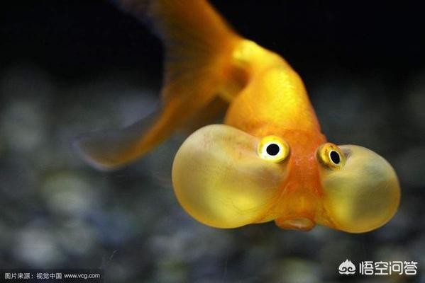 靜海哪有修魚缸的師傅啊 靜海哪有修魚缸的師傅啊 觀賞魚百科 第1張