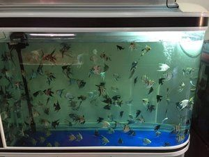 景德鎮(zhèn)水族館vs祥龍魚場（探討景德鎮(zhèn)水族館與祥龍魚場的區(qū)別之前需要明確兩者的基本信息和特點(diǎn)）