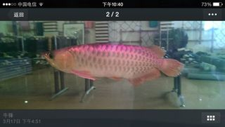 紅龍魚最小魚缸尺寸：紅龍魚最小魚缸尺寸為1500毫米，紅龍魚成長期換缸指南 紅龍魚最小魚缸尺寸：紅龍魚最小魚缸尺寸為1500毫米，紅龍魚成長期換缸指南 紅龍魚百科 第3張