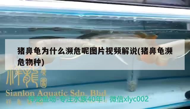 豬鼻龜為什么瀕危呢圖片視頻解說(豬鼻龜瀕危物種)