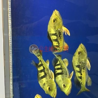 魟魚分公母：如何區分魟魚公母
