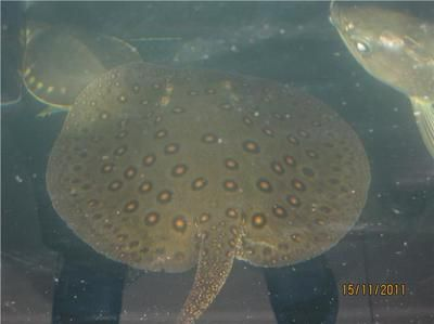 魟魚分公母：如何區分魟魚公母