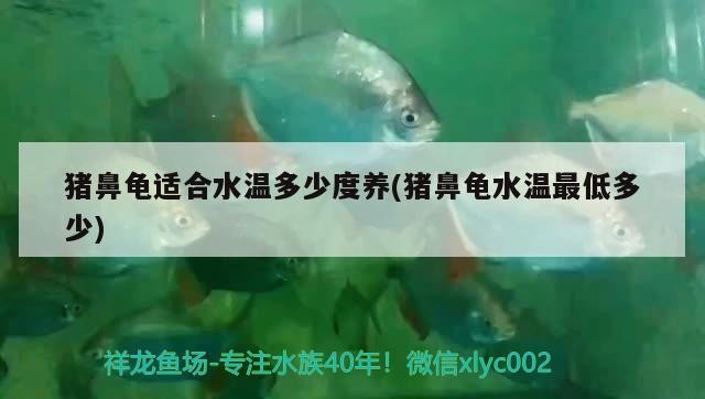 豬鼻龜適合水溫多少度養(豬鼻龜水溫最低多少)
