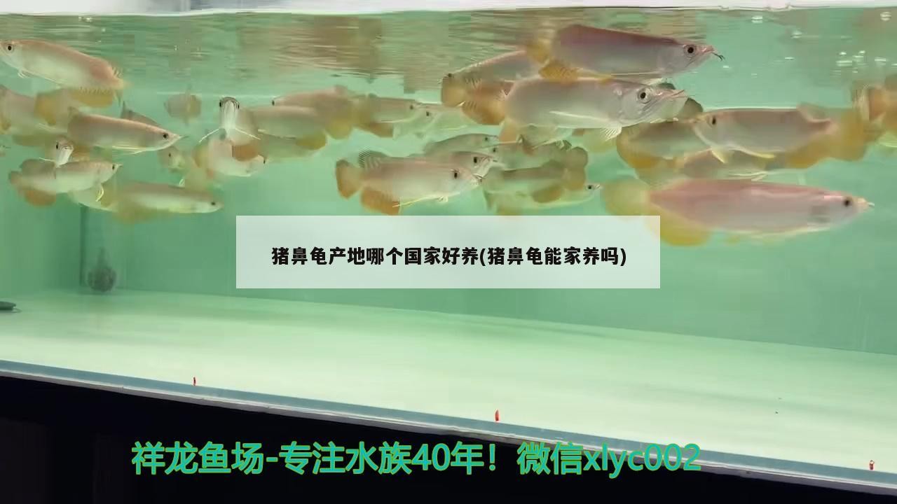 豬鼻龜產地哪個國家好養(豬鼻龜能家養嗎)