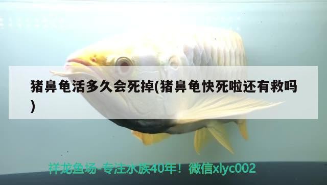 豬鼻龜活多久會死掉(豬鼻龜快死啦還有救嗎)