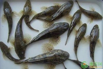 虎魚學名：虎魚學名及其對應的學名