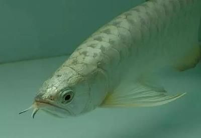 虎魚身上長了一層白膜：虎魚身上長了一層白膜怎么辦