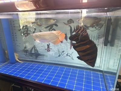 虎魚魚缸：虎魚的飼養方式