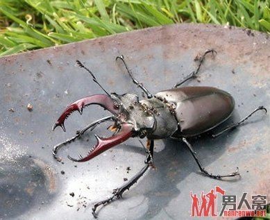 紅龍魚幼崽多少錢：紅龍魚幼崽價格波動原因紅龍魚幼崽價格波動原因