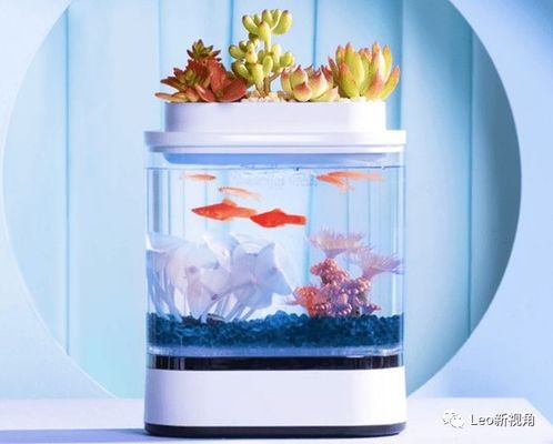 玻璃小魚缸廠家批發電話（玻璃小魚缸廠家批發電話號碼） 玻璃小魚缸廠家批發電話（玻璃小魚缸廠家批發電話號碼） 觀賞魚百科