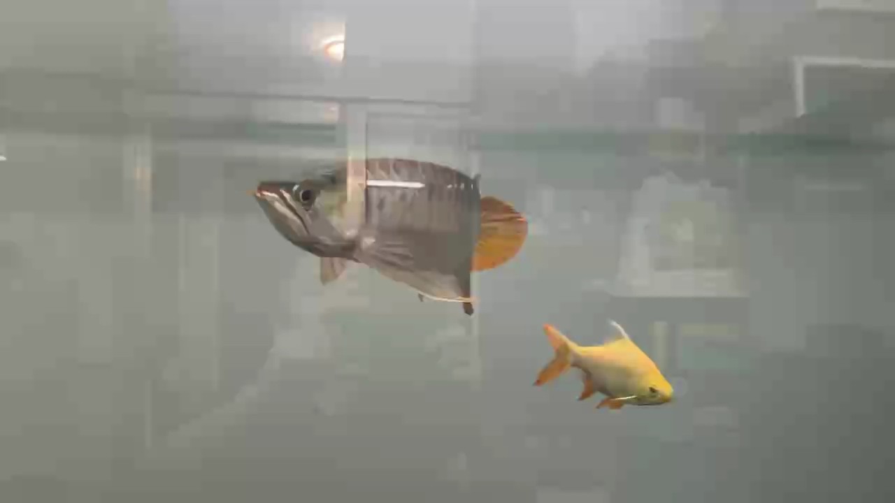 沒有燈下的彎刀仔鱗框明顯易見！