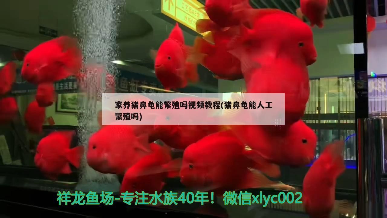 家養豬鼻龜能繁殖嗎視頻教程(豬鼻龜能人工繁殖嗎)