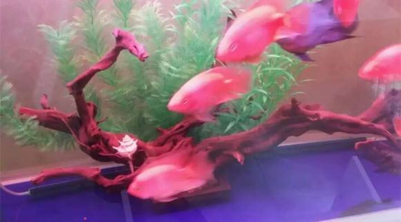 沉木引起魚缸水發黃怎么處理多久才會改善呢：如何處理沉木引起的魚缸水發黃的處理方法