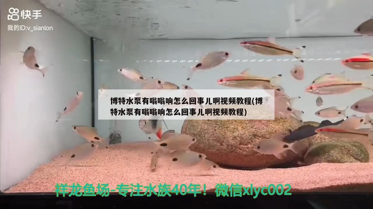 博特水泵有嗡嗡響怎么回事兒啊視頻教程(博特水泵有嗡嗡響怎么回事兒啊視頻教程)