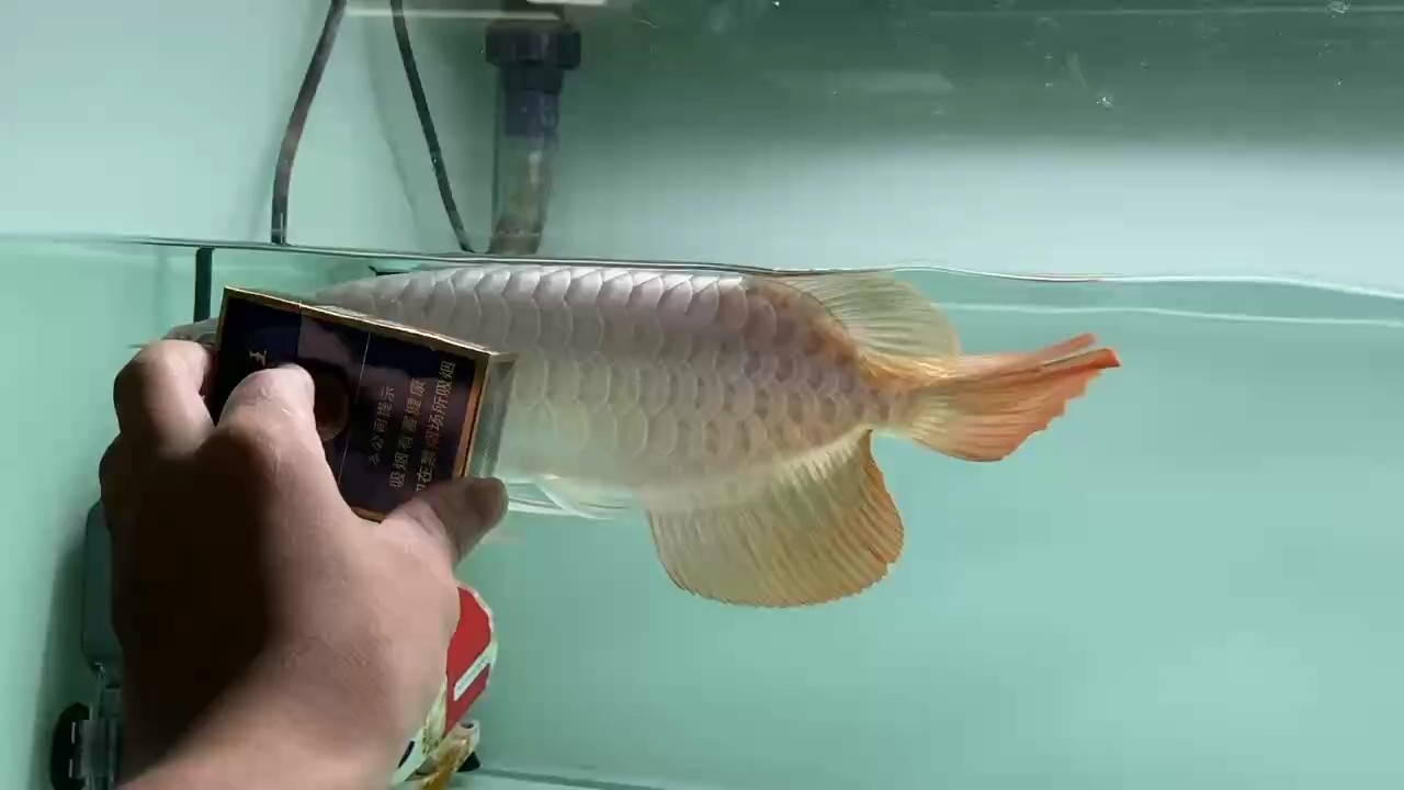 龍魚嘴角長白疙瘩需要立即治療嗎？，龍魚嘴角長白疙瘩怎么辦？