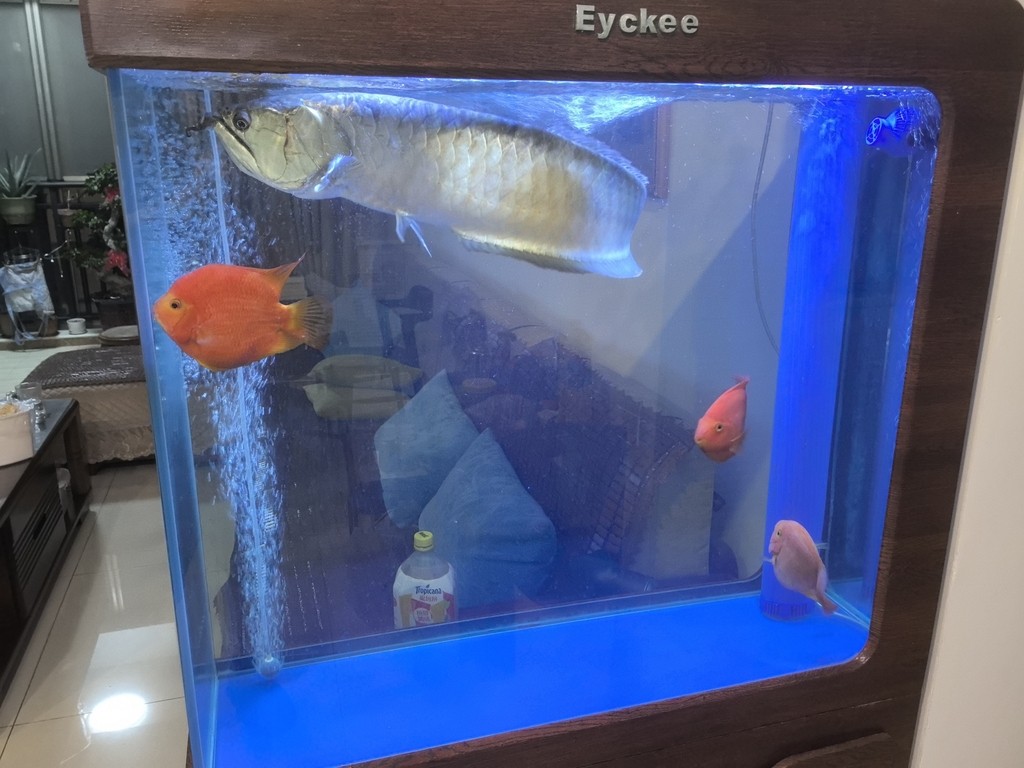 節日快樂！ 節日快樂！ 龍魚論壇