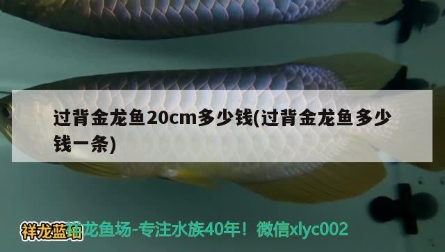 過背金龍魚20cm多少錢(過背金龍魚多少錢一條)