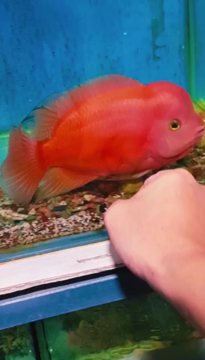 我滴馬