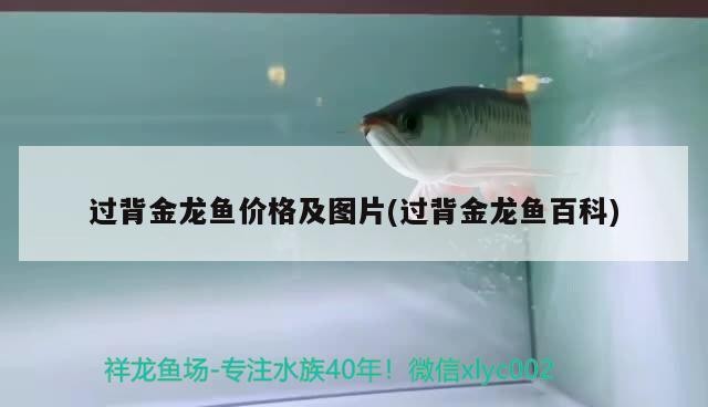 過背金龍魚價格及圖片(過背金龍魚百科)