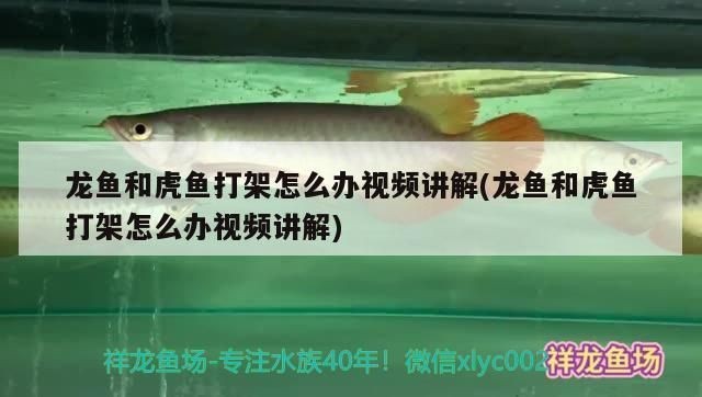 龍魚欺負虎魚怎么辦vs祥龍魚場：龍魚攻擊虎魚的原因及種類
