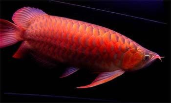 龍魚欺負虎魚怎么辦vs祥龍魚場：龍魚攻擊虎魚的原因及種類