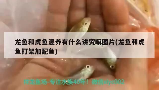 龍魚欺負虎魚怎么辦vs祥龍魚場：龍魚攻擊虎魚的原因及種類