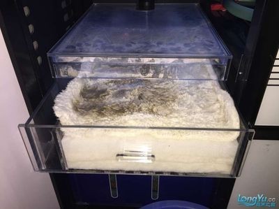 森森的底濾 滴流 怎么樣 森森的底濾 滴流 怎么樣 森森魚缸