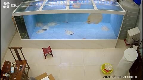 魟魚生產持續多久會死：關于魟魚生產（繁殖）的具體持續時間并沒有直接提及