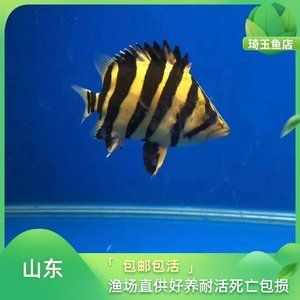 如何區(qū)分蘇門答臘虎魚和印尼虎魚的區(qū)別：蘇門答臘虎魚和印尼虎魚的區(qū)別 如何區(qū)分蘇門答臘虎魚和印尼虎魚的區(qū)別：蘇門答臘虎魚和印尼虎魚的區(qū)別 虎魚百科 第3張