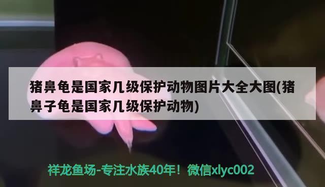 豬鼻龜是國家幾級保護動物圖片大全大圖(豬鼻子龜是國家幾級保護動物)