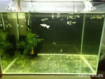 魚缸前十名品牌大全（魚缸前十名品牌大全排名） 魚缸前十名品牌大全（魚缸前十名品牌大全排名） iwish愛唯希品牌魚缸