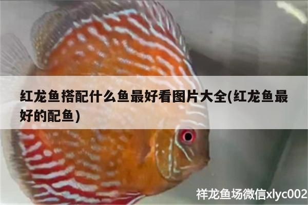 養(yǎng)金龍魚水里用放鹽嗎