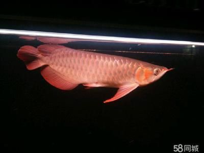 漳州龍魚vs祥龍魚場（探討漳州龍魚與祥龍魚場的差異之前，我們需要明確兩者所指的具體內容）