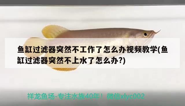 大型魚缸品牌十大排名最新（大型魚缸品牌十大排名最新圖片）
