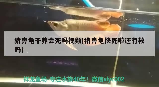 豬鼻龜干養會死嗎視頻(豬鼻龜快死啦還有救嗎)