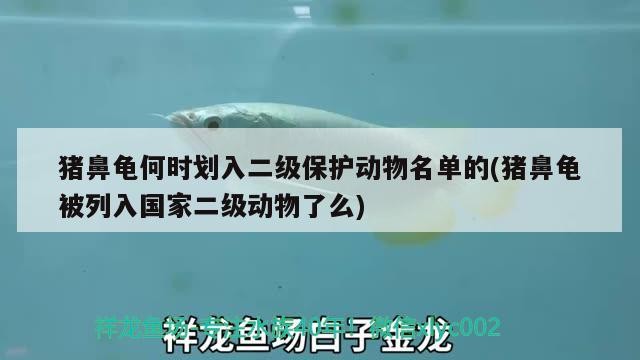 豬鼻龜何時劃入二級保護動物名單的(豬鼻龜被列入國家二級動物了么)
