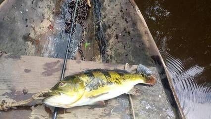 魟魚水位多少合適釣：\"魟魚水位多少合適釣\"