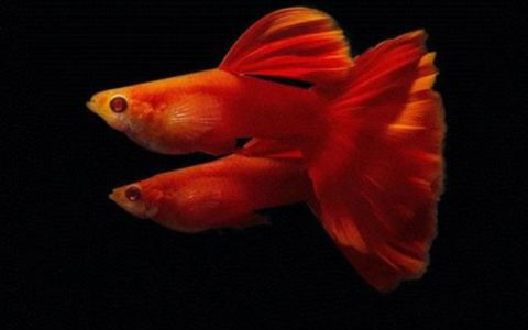 龍魚(yú)趴缸的原因分析怎么寫(xiě)vs祥龍魚(yú)場(chǎng)：祥龍魚(yú)場(chǎng)的龍魚(yú)養(yǎng)護(hù)技巧