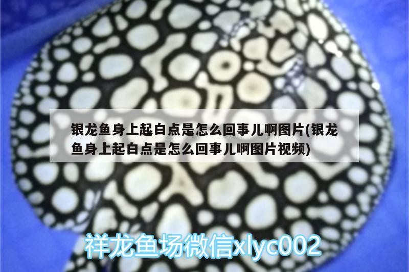 銀龍魚身上起白點是怎么回事兒啊圖片(銀龍魚身上起白點是怎么回事兒啊圖片視頻)