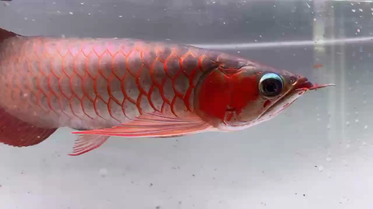 假期換水