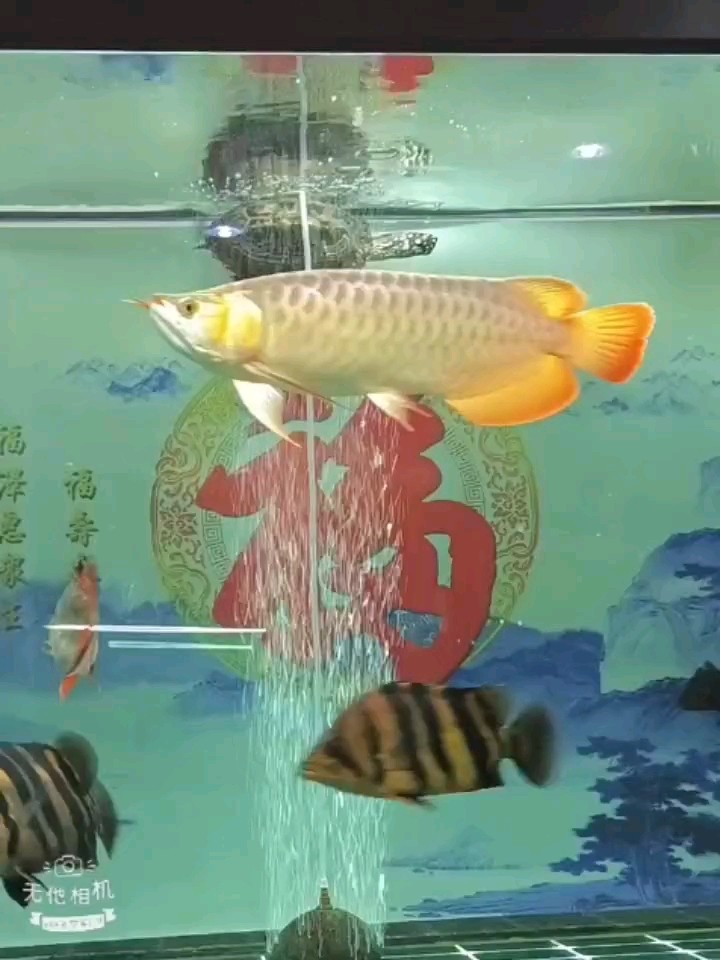 龍魚 餓一餓不挑食 龍魚論壇 餓一餓不挑食 餓一餓不挑食 龍魚論壇