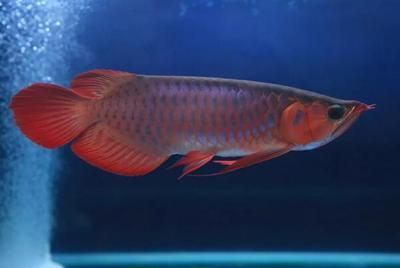 龍魚的配魚放多少條