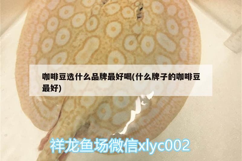 咖啡豆選什么品牌最好喝(什么牌子的咖啡豆最好)